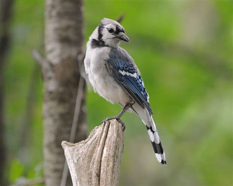 female blue jay bird